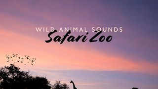 Wild Animal Sounds MP3 Song Download | Wild Animal Sounds (Safari Zoo and  African Travel (World Animal Day)) @ WynkMusic