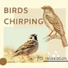 About Birds Chirping for Relaxation Song