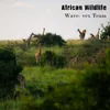 About African Wildlife Song