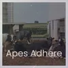 About Apes Adhere Song
