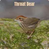 About Throat Dear Song