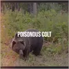 Poisonous Colt