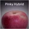 About Pinky Hybrid Song