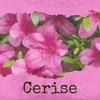 About Cerise Song
