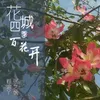 花城四季百花开