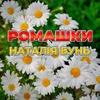 About Ромашки Song