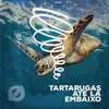 About Tartarugas Até Lá Embaixo Song