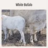 White Bufalo