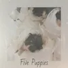 Five Puppies