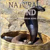 Natural Sound Dance of the Indian king cobra