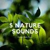 Nature Sounds: Bird Chirping, Morning Walk in Forest