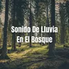 Lluvia en el Bosque