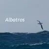 About Albatros Song