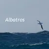 Albatros