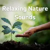 About Crickets and Nature Sounds at Night Song