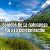 Sonidos De La naturaleza Para La Concentración