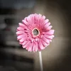 Fleur qui flâne