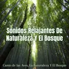About Sonidos Relajantes De Naturaleza Y El Bosque Song