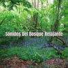 Sonidos Del Bosque Relajante