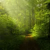 Aves en el Bosque