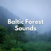 Summer Baltic Forest