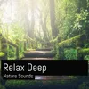 Relaxing Nature Sounds Birds Sleeping Meditation