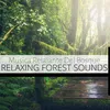 Sonidos Del Bosque Para Meditar Forest Sounds