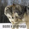 Волк и волчица