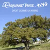 About Droit comme un arbre Song