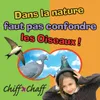 FAUT PAS CONFONDRE_Mésange bleue ou Mésange charbonnière