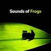 Frog Nature Soundtrack
