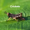 Crickets in the Wild