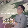 About Pusaro Malang Song