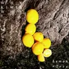 About Lemon Tree Song