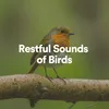 Restful Sounds of Birds, Pt. 1