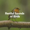 Restful Sounds of Birds, Pt. 4