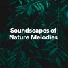 About Soundscapes of Nature Melodies, Pt. 12 Song
