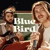 About Blue Bird Song