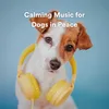 Calming Music for Dogs in Peace, Pt. 13