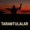 About Tarantulalar Song