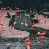 About Flamingo Song