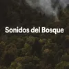 About Sonidos Del Bosque Song