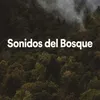 Sonidos Del Bosque