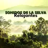 Sonidos De La Selva Relajantes