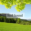About Bird Sound Song