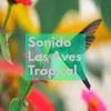 Sonidos Las Aves Tropical