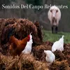 Sonidos De Pajaros