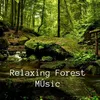 About Relaxing Forest Music Song