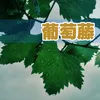 About 美丽的皮囊 Song