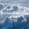 Meditation Music Calm Harmony